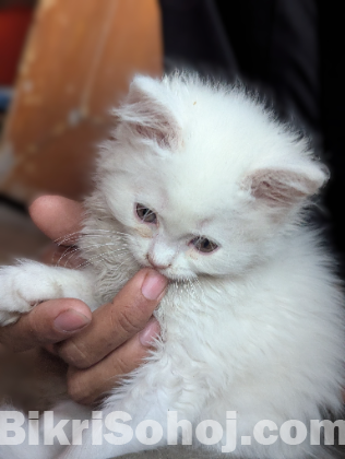 persian cat
